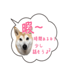 柴犬のはるちゃんNo.2（個別スタンプ：13）