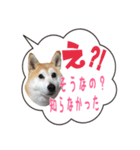 柴犬のはるちゃんNo.2（個別スタンプ：14）