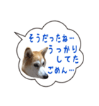 柴犬のはるちゃんNo.2（個別スタンプ：16）