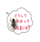 柴犬のはるちゃんNo.2（個別スタンプ：18）