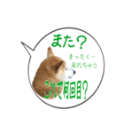 柴犬のはるちゃんNo.2（個別スタンプ：23）