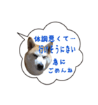 柴犬のはるちゃんNo.2（個別スタンプ：24）