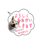 柴犬のはるちゃんNo.2（個別スタンプ：25）