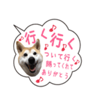 柴犬のはるちゃんNo.2（個別スタンプ：28）