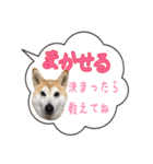 柴犬のはるちゃんNo.2（個別スタンプ：30）