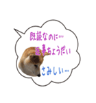 柴犬のはるちゃんNo.2（個別スタンプ：31）