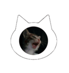 猫のあくび（個別スタンプ：1）