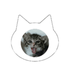 猫のあくび（個別スタンプ：2）
