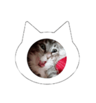 猫のあくび（個別スタンプ：4）
