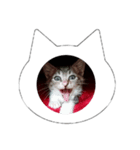 猫のあくび（個別スタンプ：8）