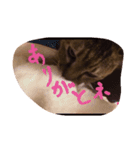 猫のちゃっぴーpart2（個別スタンプ：1）
