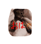 猫のちゃっぴーpart2（個別スタンプ：3）