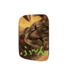 猫のちゃっぴーpart2（個別スタンプ：4）
