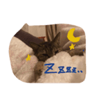 猫のちゃっぴーpart2（個別スタンプ：5）