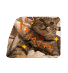 猫のちゃっぴーpart2（個別スタンプ：7）