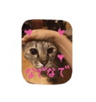 猫のちゃっぴーpart2（個別スタンプ：10）