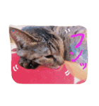 猫のちゃっぴーpart2（個別スタンプ：11）