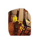 猫のちゃっぴーpart2（個別スタンプ：12）