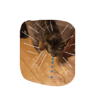 猫のちゃっぴーpart2（個別スタンプ：16）