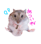 ジャンガリアンハムスターのブー（個別スタンプ：1）