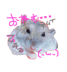 ジャンガリアンハムスターのブー（個別スタンプ：5）