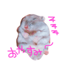 ジャンガリアンハムスターのブー（個別スタンプ：6）