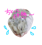 ジャンガリアンハムスターのブー（個別スタンプ：8）