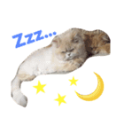 なかよし猫のクルミとミオ（個別スタンプ：1）