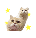 なかよし猫のクルミとミオ（個別スタンプ：2）