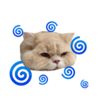 なかよし猫のクルミとミオ（個別スタンプ：3）