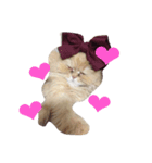 なかよし猫のクルミとミオ（個別スタンプ：4）