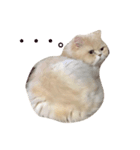 なかよし猫のクルミとミオ（個別スタンプ：5）