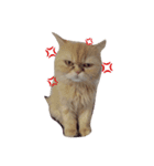 なかよし猫のクルミとミオ（個別スタンプ：6）