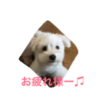 ワンワン2（個別スタンプ：1）