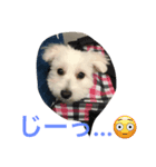 ワンワン2（個別スタンプ：2）