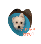 ワンワン2（個別スタンプ：3）
