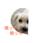 ワンワン2（個別スタンプ：4）