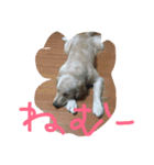 ワンワン2（個別スタンプ：6）