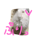 ワンワン2（個別スタンプ：7）
