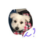 ワンワン2（個別スタンプ：8）