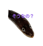さかなづくし（個別スタンプ：1）