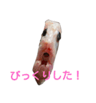 さかなづくし（個別スタンプ：11）