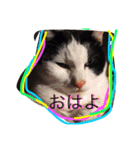 ネコあいさつ（個別スタンプ：1）