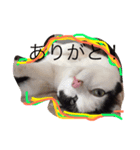 ネコあいさつ（個別スタンプ：2）
