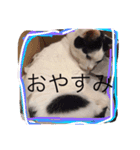 ネコあいさつ（個別スタンプ：3）