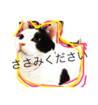 ネコあいさつ（個別スタンプ：4）