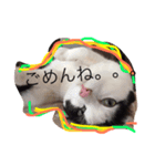 ネコあいさつ（個別スタンプ：6）