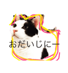 ネコあいさつ（個別スタンプ：7）