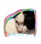 ネコあいさつ（個別スタンプ：8）