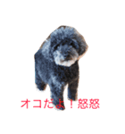 ゆうかのワンコ（個別スタンプ：5）